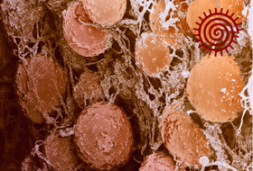Fat cells. David Gregory & Debbie Marshall. Image courtesy of the Wellcome Image Collection.